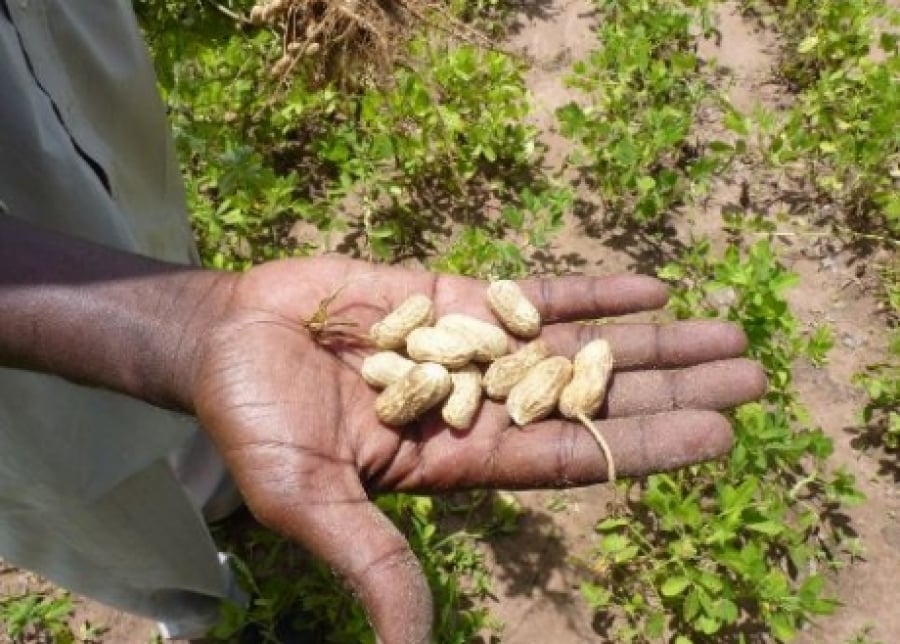 Campagne arachidière : Plus de 52 milliards FCFA injectés par l’Etat