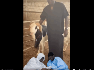 Tabaski 2025 : Le Président Diomaye Faye offre un mouton au Khalife Général des Layènes (Vidéo)