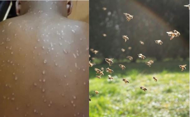 Attaque mortelle d’abeilles à Sagna (Kaffrine) : une vieille dame de 70 ans tuée, plusieurs blessés