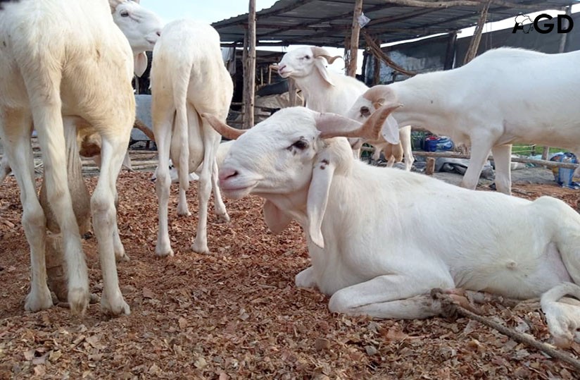 Tabaski à Rufisque : un vendeur de moutons se fait voler 25 millions FCFA pendant la prière