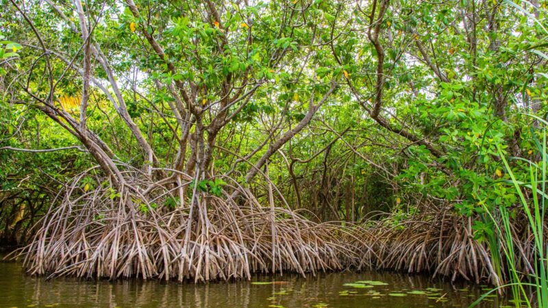 Joal-Fadiouth : La mangrove, un pilier de l'économie verte et bleue