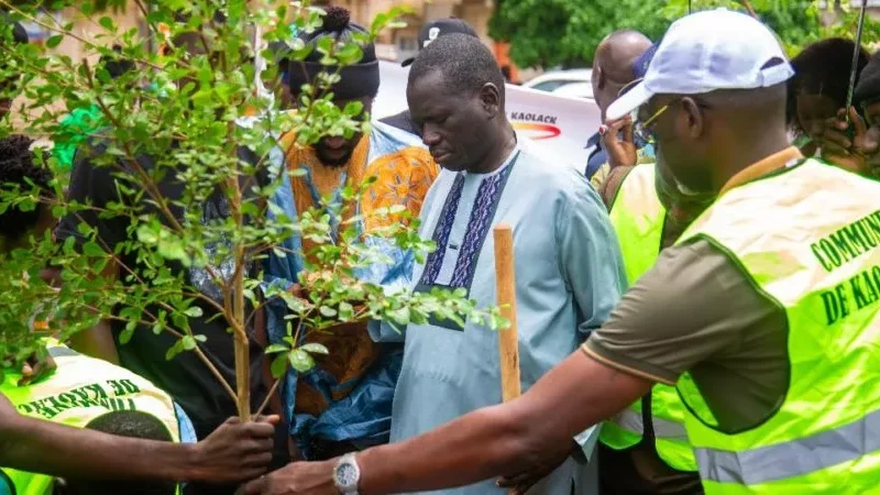Kaolack : 240 arbustes plantés par « Bokk Jëf » pour une ville verte