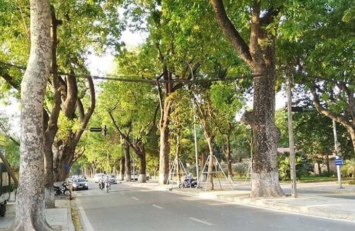 Mbour : Les caïlcédrats centenaires, un patrimoine vivant menacé par l’urbanisation