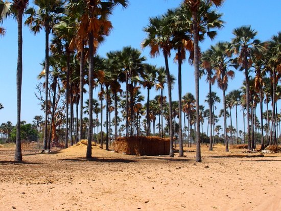 Diass : Rôniers et manguiers menacés par l’urbanisation