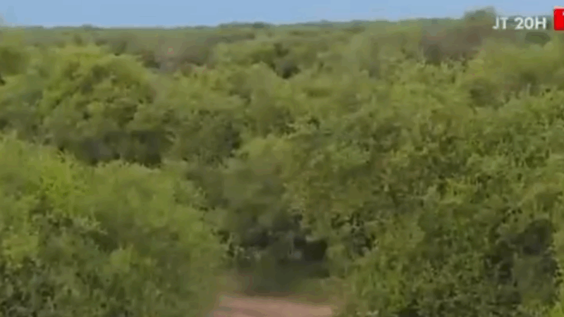 Forêt-galerie de Matam : Un poumon vert sauvé au cœur du Fouta