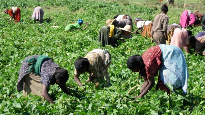 138 milliards pour l’agriculture: le Sénégal lance un ambitieux programme de résilience alimentaire