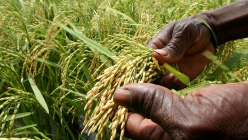Production de riz: la BAD offre plus de 5,3 milliards de FCFA pour un projet couvrant 13 pays dont le Sénégal