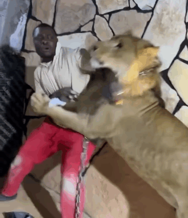 Un Libyen lâche un lion sur ses ouvriers pour... (vidéo)