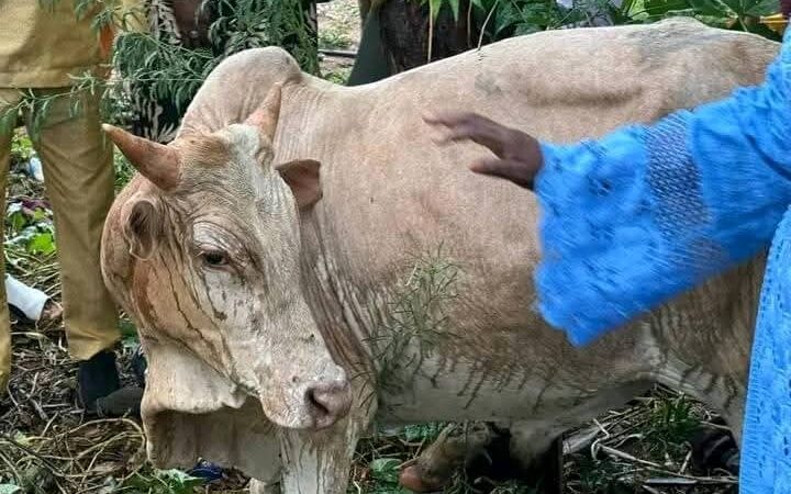 Linguère : El Hadji Malick Ndiaye offre un bœuf aux détenus pour le Magal