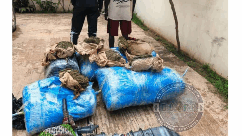 Thiaroye-sur-Mer : Saisie de 243 kg de chanvre indien et arrestation de deux individus