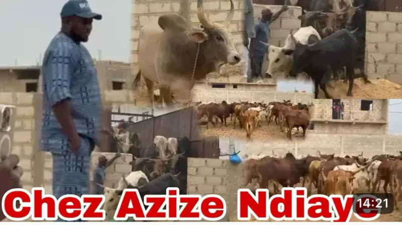 Gamou 2025 à Tivaouane : Aziz Ndiaye offre un important troupeau de bœufs