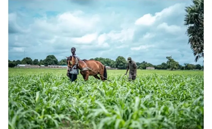 La Matinale Senego : Diomaye, TAS et Tournée de Diomaye Faye en Sine-Saloum