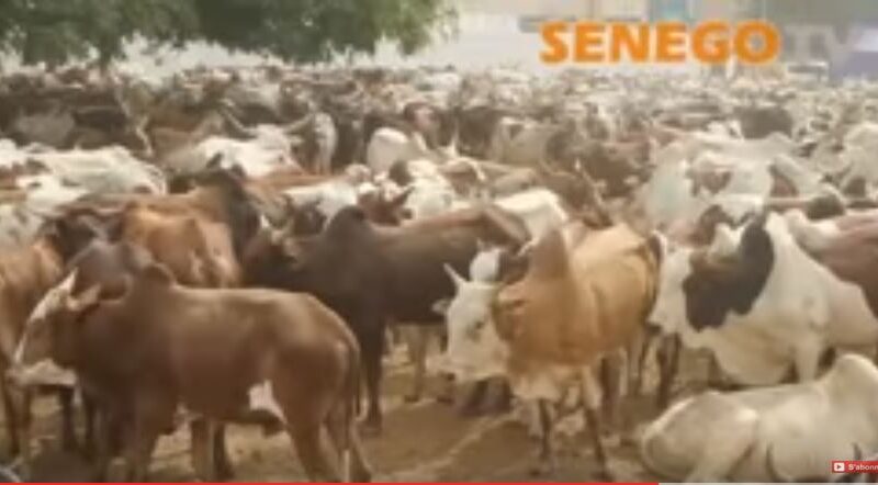 Grand Magal : Moutons, bœufs... répondent aussi à l’appel de Serigne Touba