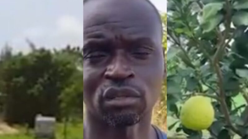 Des crampons aux champs :  La nouvelle vie agricole de Ferdinand Coly (Vidéo)