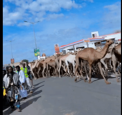 L’arrivée des bœufs et chameaux de Serigne Saliou Thioune (vidéo)