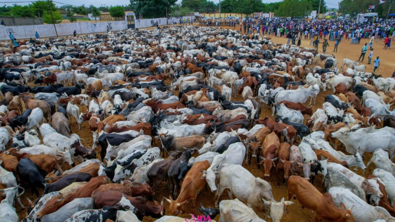 « Des bœufs à perte de vue » : L’hommage XXL de Sokhna Aïda Saliou pour le Magal
