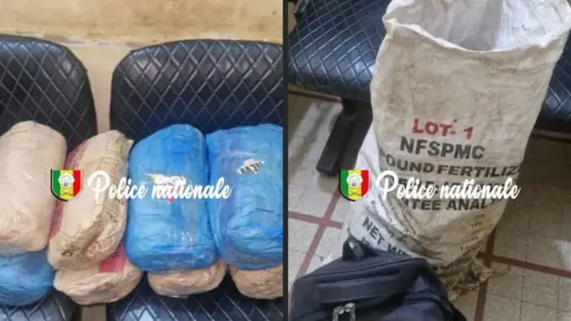 Kaolack : Saisie de 8 kg de chanvre indien, le suspect en fuite