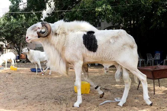 Pikine : Il vole le mouton de sa grand-mère de 90 ans et écope de 2 ans de prison dont 6 mois ferme