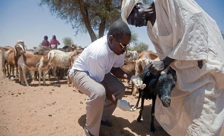 Fièvre de la vallée du Rift : l’épidémie reste circonscrite à Saint-Louis, selon le Dr Mathioro Fall