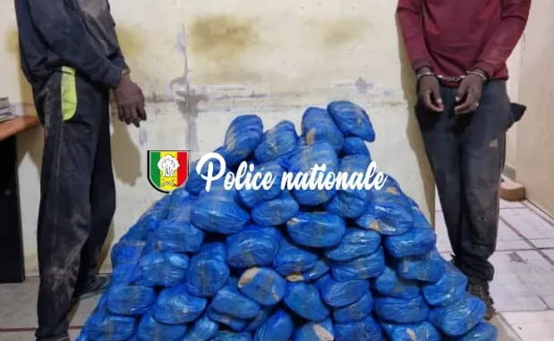 Kaolack : Deux trafiquants interpellés et 83 kg de chanvre indien saisis