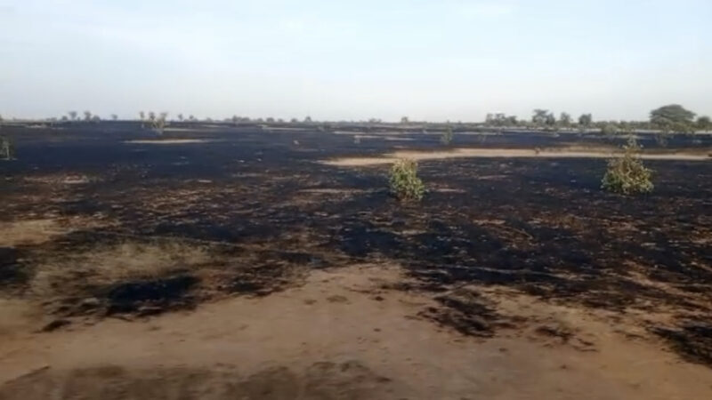 Sénégal – Podor : « Une centaine d’hectares ravagés », l’alerte du maire de Guédé Village face aux feux de brousse