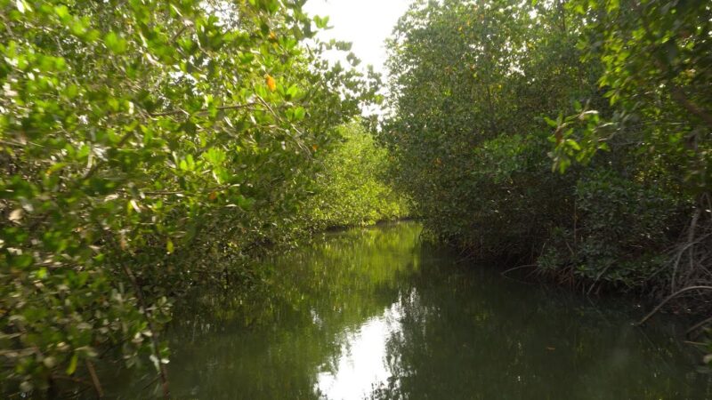 Sénégal : À Mbodiène, des élèves formés pour devenir les « ambassadeurs de la prochaine génération »