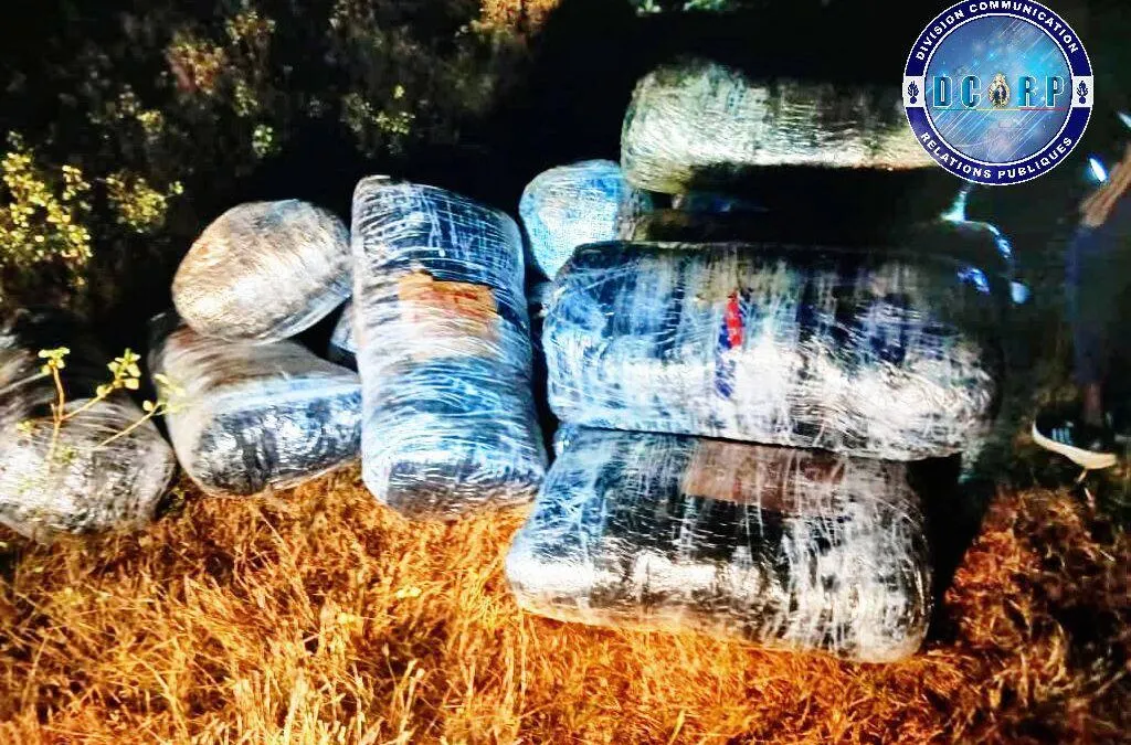 Lutte contre le trafic de drogue : Plus de 500 kg de chanvre indien et du haschisch saisis par la gendarmerie
