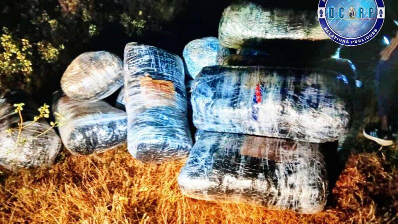 Lutte contre le trafic de drogue : Plus de 500 kg de chanvre indien et du haschisch saisis par la gendarmerie