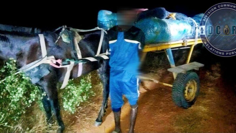 Lutte contre la criminalité : produits impropres saisis et 140 kg de chanvre interceptés entre Louga et Fatick