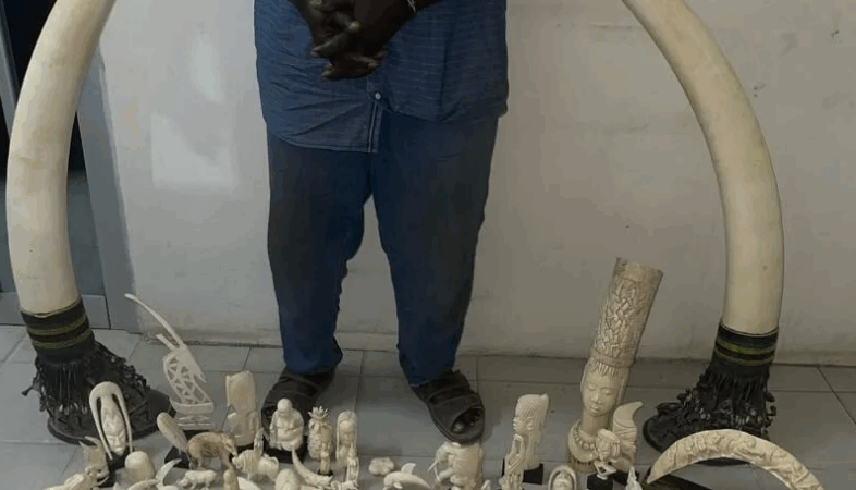 Dakar : Saisit record de 50 kilos d’ivoire d’éléphant