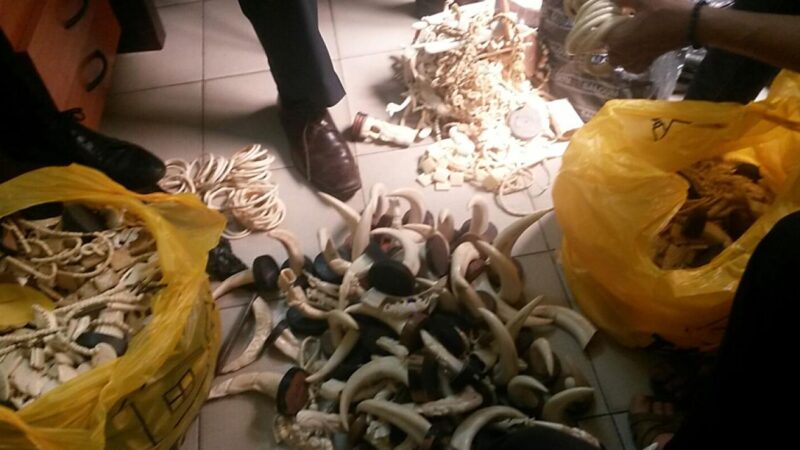 Ouakam : un trafic d’ivoire démantelé, 103 pièces et deux défenses saisies