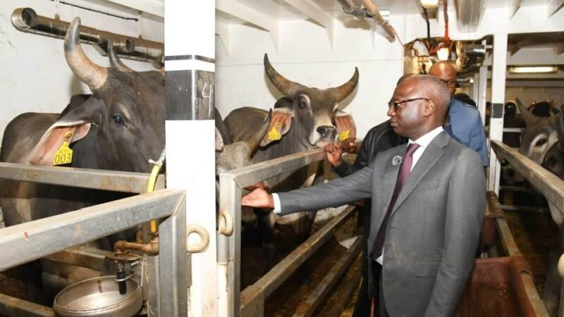 Élevage : le Sénégal accueille des bovins d’élite pour renforcer sa souveraineté alimentaire (photos)