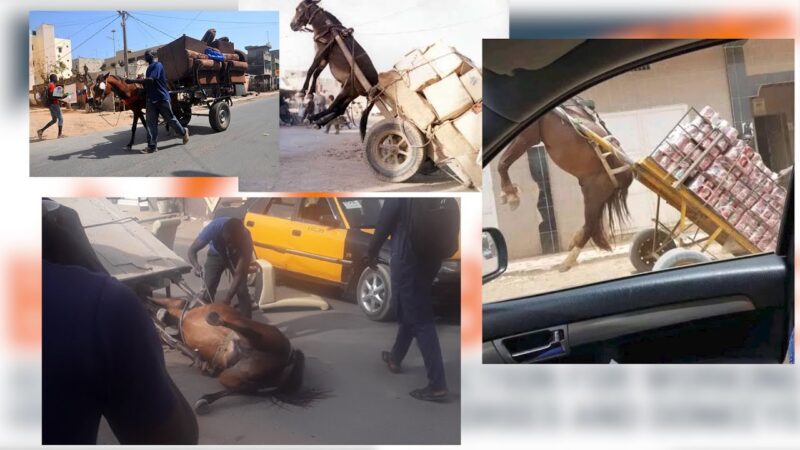 Traction animale: Bamba Cissé ordonne la fin des mauvais traitements infligés aux chevaux