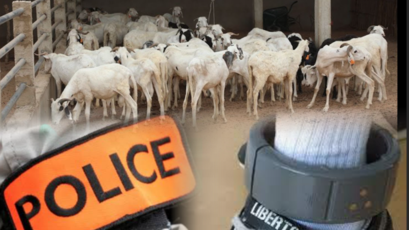 Mbacké : 23 moutons volés, le chef du gang portait un bracelet électronique défectueux
