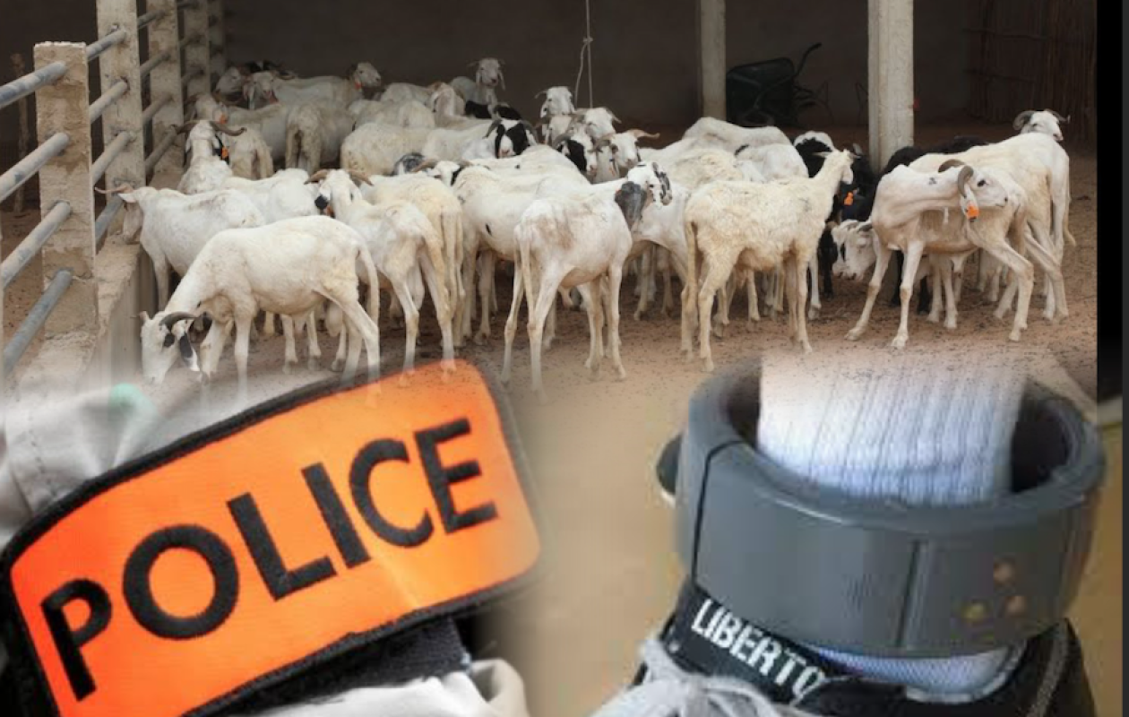Mbacké : 23 moutons volés, le chef du gang portait un bracelet électronique défectueux