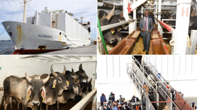 Modernisation élevage : Le Sénégal accueille 1 050 bovins performants pour renforcer la souveraineté alimentaire