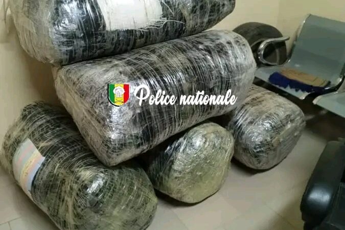 Mbodiène : La Brigade Régionale des Stupéfiants frappe fort avec une saisie de 196 kg de chanvre indien