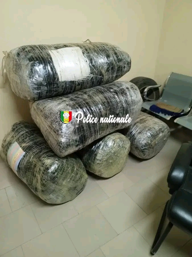 Mbodiène : La Brigade Régionale des Stupéfiants frappe fort avec une saisie de 196 kg de chanvre indien