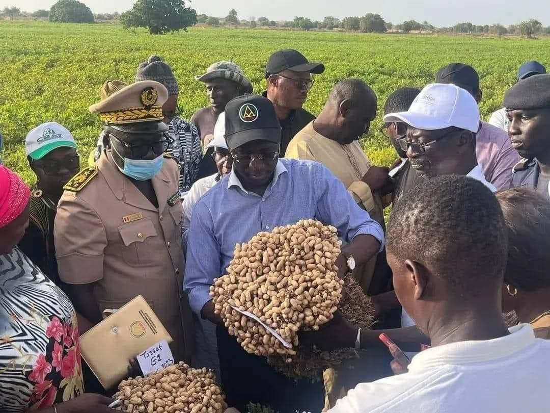 Campagne de commercialisation : L’État et la COPEGA s’accordent sur l’exportation de 450 000 tonnes d’arachide