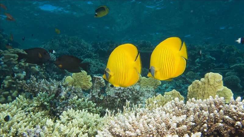 Protection des Océans : L’ONU acte la fin du « Far West maritime » avec l’entrée en vigueur du traité BBNJ