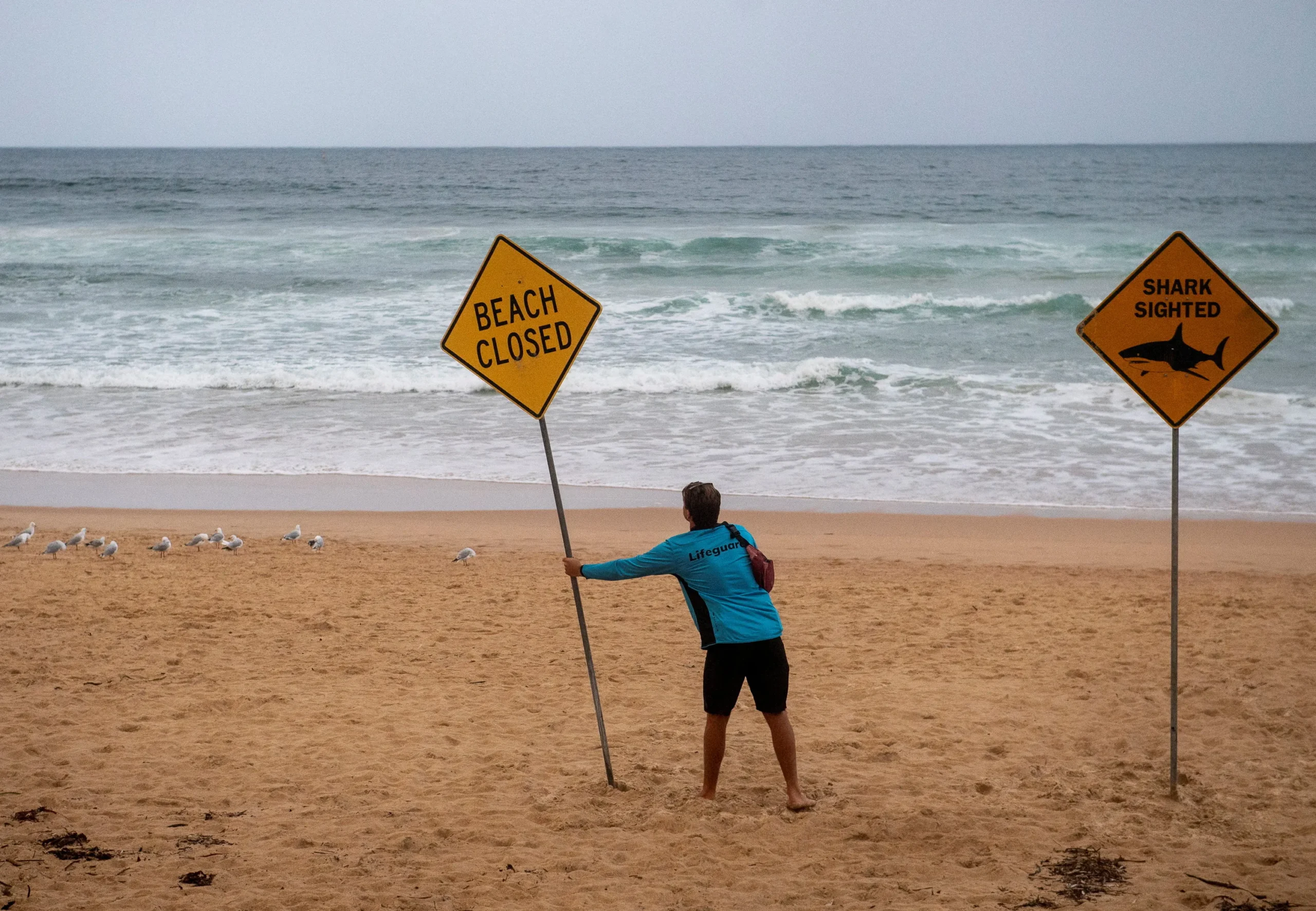 Derrière la fermeture massive des plages australiennes, ce facteur environnemental qui multiplie les attaques de requins