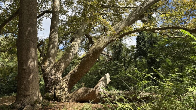 Kenya : Enlacée à un arbre sans interruption, le nouveau seuil temporel franchi par Truphena Muthoni pour l&rsquo;histoire