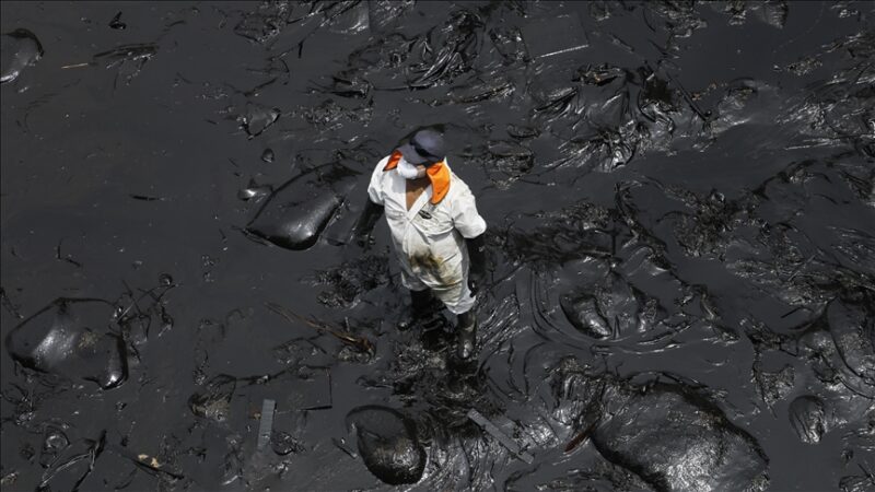 France : Vingt-six ans après le naufrage, l’analyse chimique qui relie les oiseaux mazoutés du Finistère à une catastrophe historique