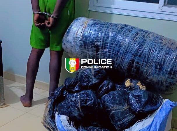 Trafic de drogue à Rufisque : la police saisit 62 kg de chanvre indien