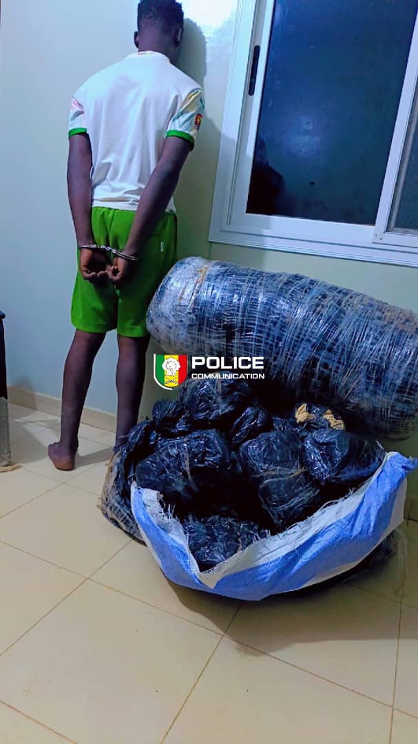 Trafic de drogue à Rufisque : la police saisit 62 kg de chanvre indien