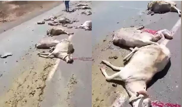 Ngaye Meckhé  : un camion fou décime un troupeau à Ndeukou marché (photos)