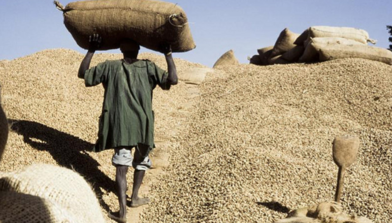 Campagne arachidière : 97 000 tonnes collectées en 34 jours, le Gouvernement se veut rassurant