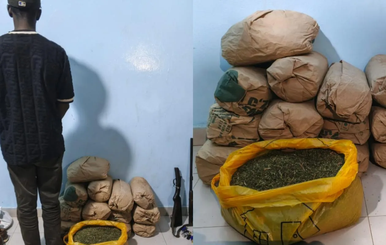 Interpellé à Sédhiou, ce cultivateur détenait bien plus que les 21 kg de chanvre indien visés par la police
