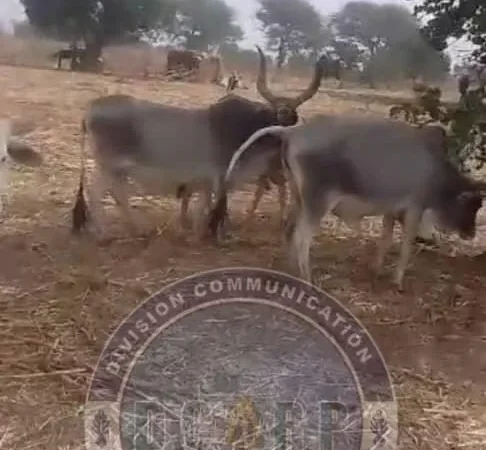 Interpellé au marché de Nioro, un berger détenait six bœufs dont la provenance a vite alerté la Brigade