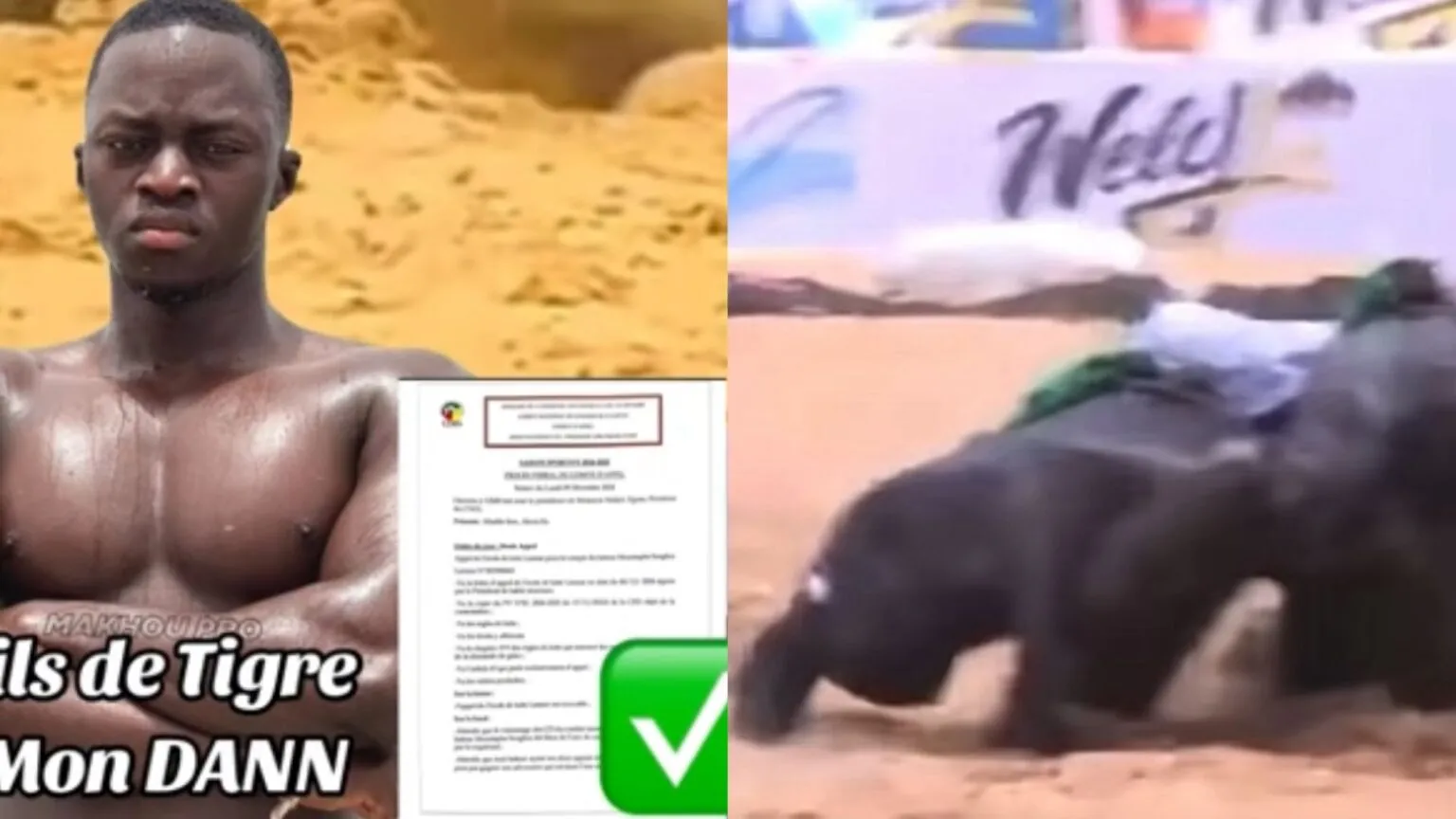 Épaule déboîtée face à Bou Siteu : la décision médicale radicale qui éloigne Fils de Tigre de l’arène